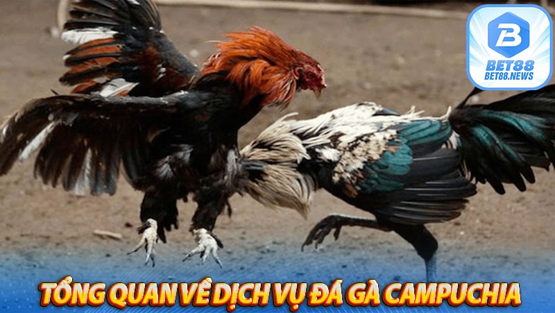 Tổng quan về dịch vụ Đá gà campuchia