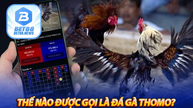 Giải đáp dịch vụ Đá gà thomo là gì?